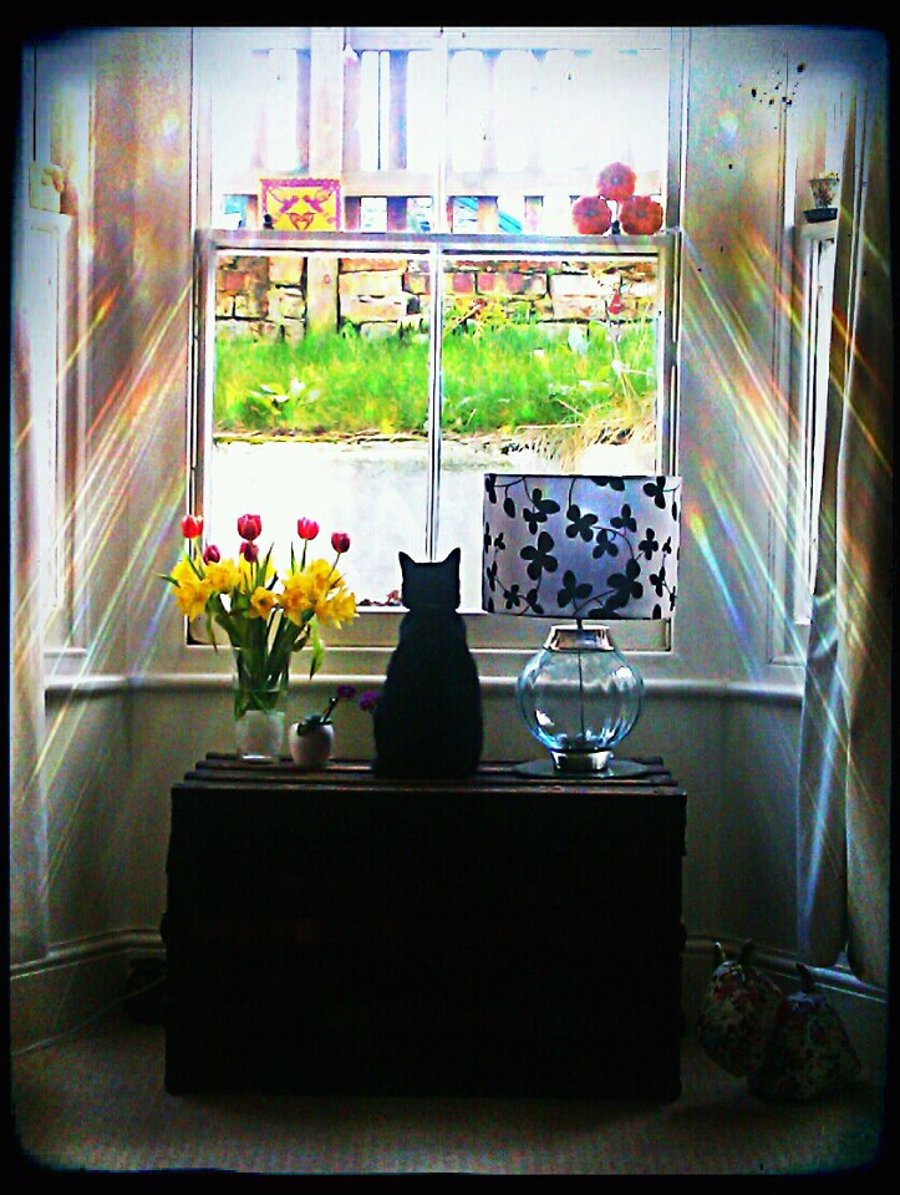 The Cat's Pyjamas