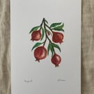 Pomegranate A4 Eco-Friendly Art Print