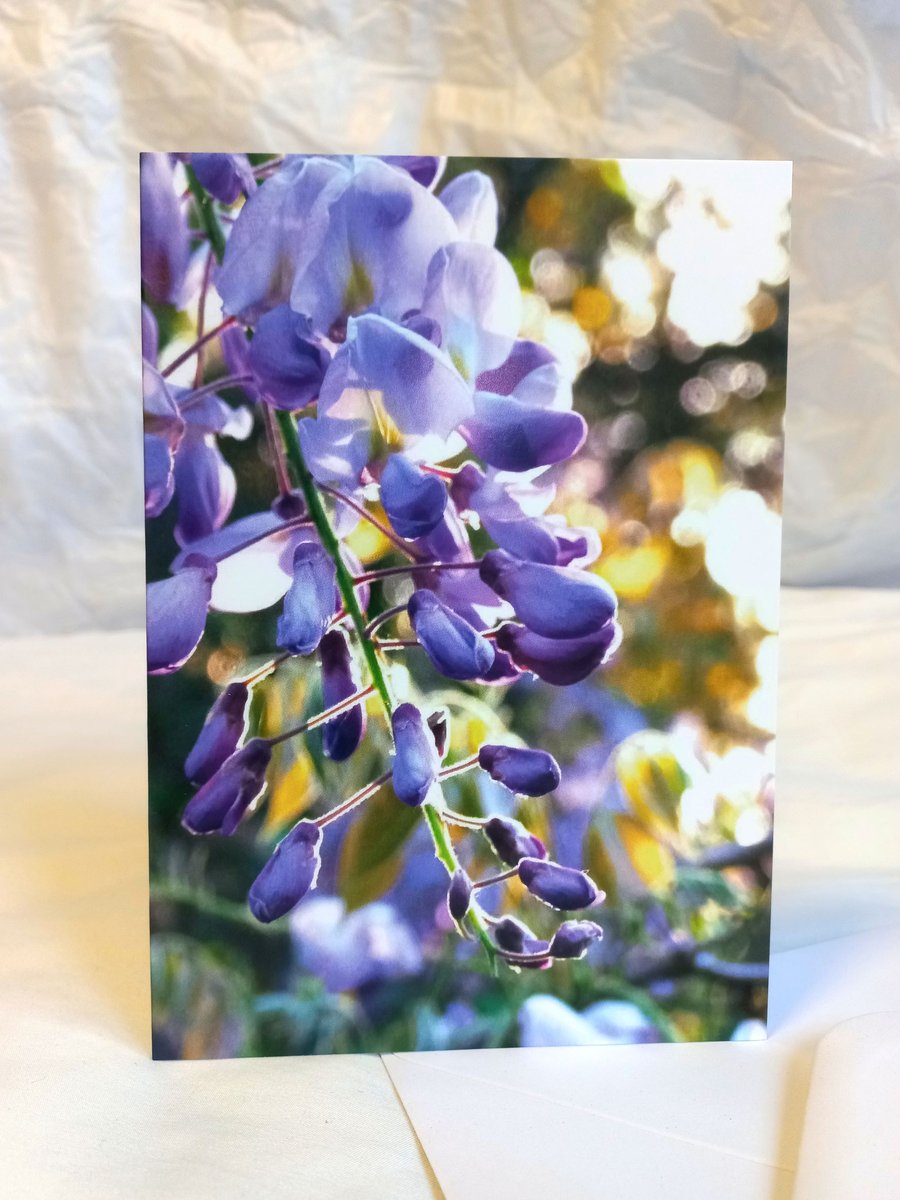 Wisteria flower - photography greeting card