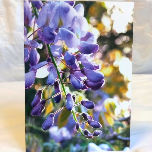 Wisteria flower - photography greeting card