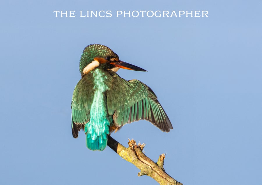 Kingfisher print (Limited edition of 10)