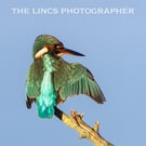 Kingfisher print (Limited edition of 10)