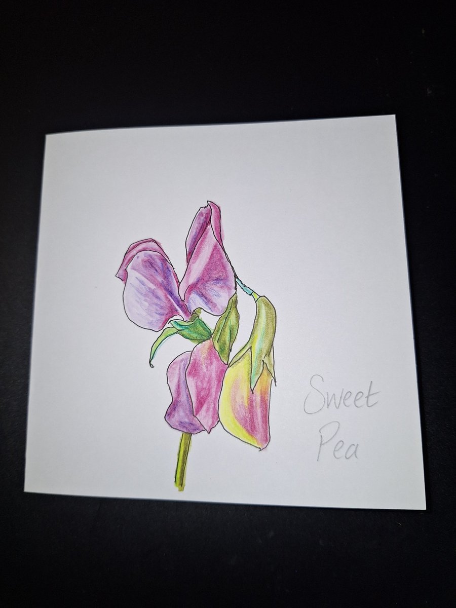 Original Handpainted Greetings Card- Sweet Pea