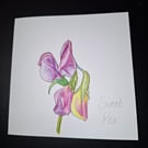 Original Handpainted Greetings Card- Sweet Pea