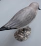 Sanderling on oyster shell - Image 3