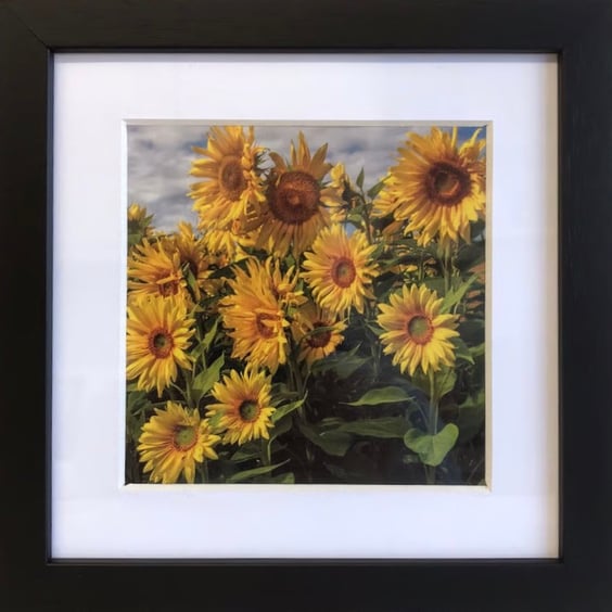 Framed Photographic Greetings Card - Sunflowers