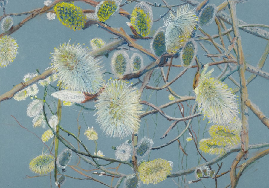 Willow flower card with blue background