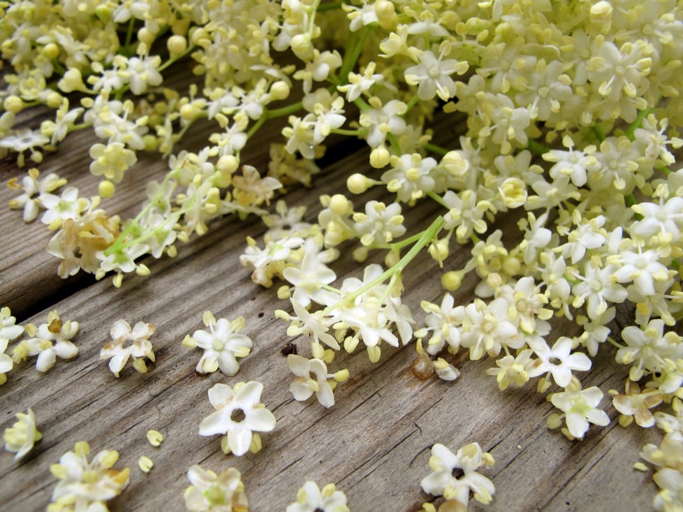 Elderflower 