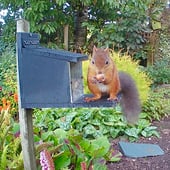 Squirrel Art