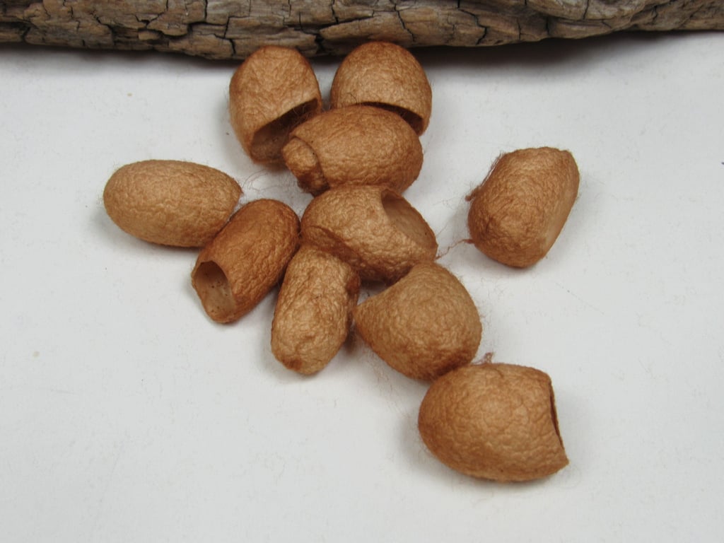 10 Cutch Golden Brown Naturally Dyed Silk Cocoons