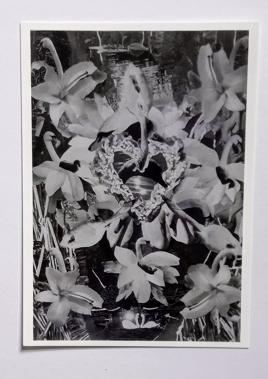 Swan Card 'LaLa'  A5 - Blank Greeting Card