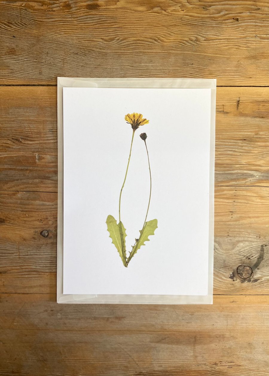 Dandelion flower art print
