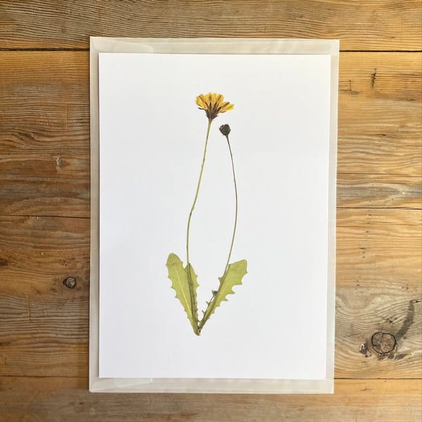 Dandelion flower art print