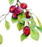 Plum Botanical Fruit Original Watercolour Painting - Image 4