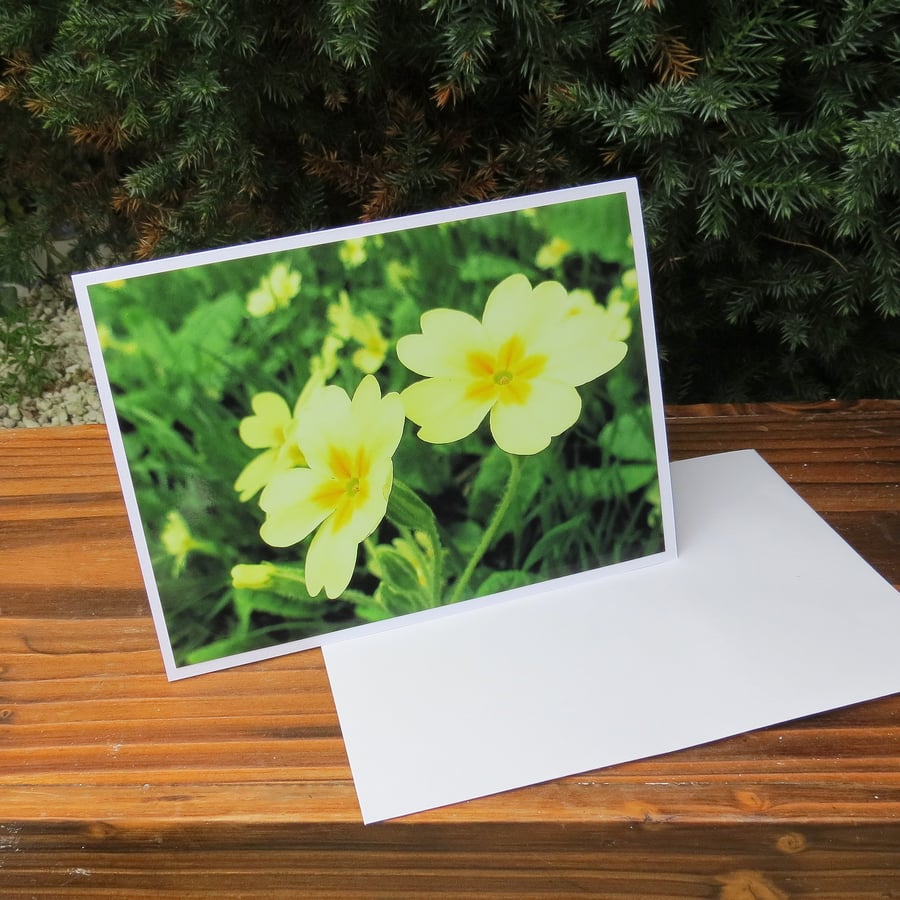 Primrose Yellow.  A card featuring an original photograph.  Blank inside.