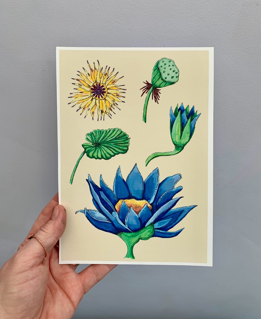 Art print - Egyptian blue lotus flower. Art work. Art. Hand drawn. Botanicals 