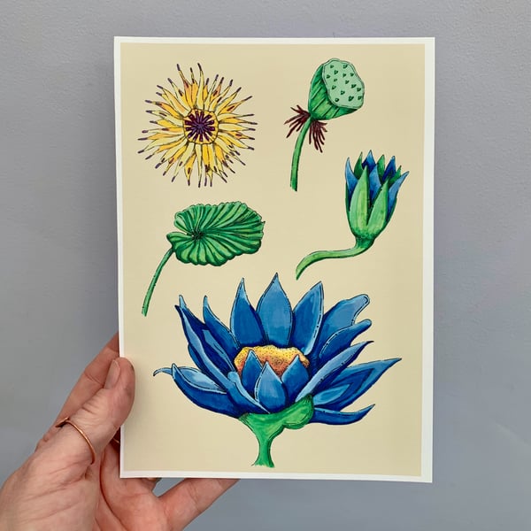 Art print - Egyptian blue lotus flower. Art work. Art. Hand drawn. Botanicals 