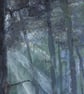 ORIGINAL - Cannock Chase - Image 4