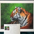 Limited Edition Tiger Beauty (50) 40x50cm
