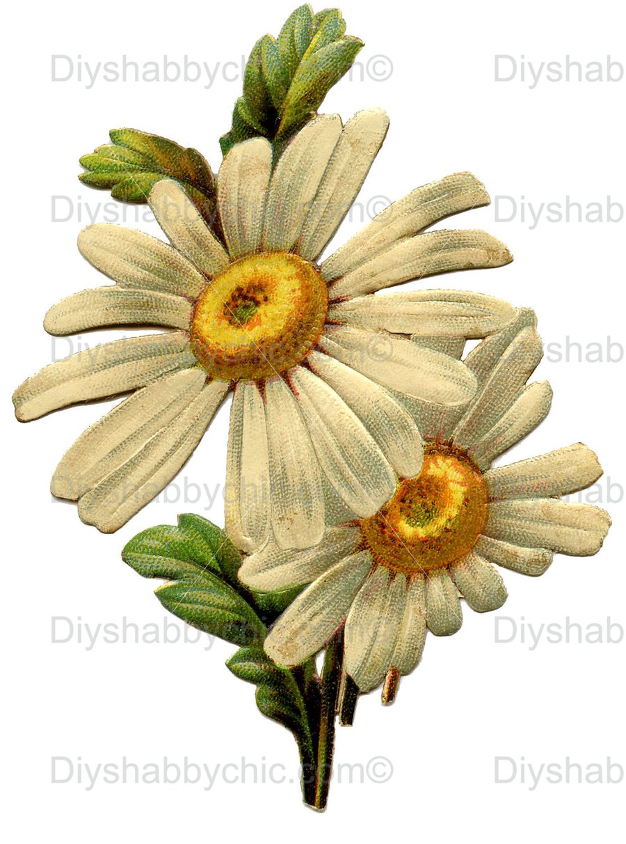 Waterslide Wood Furniture Vintage Image Transfer DIY Shabby Chic Vintage Daisy