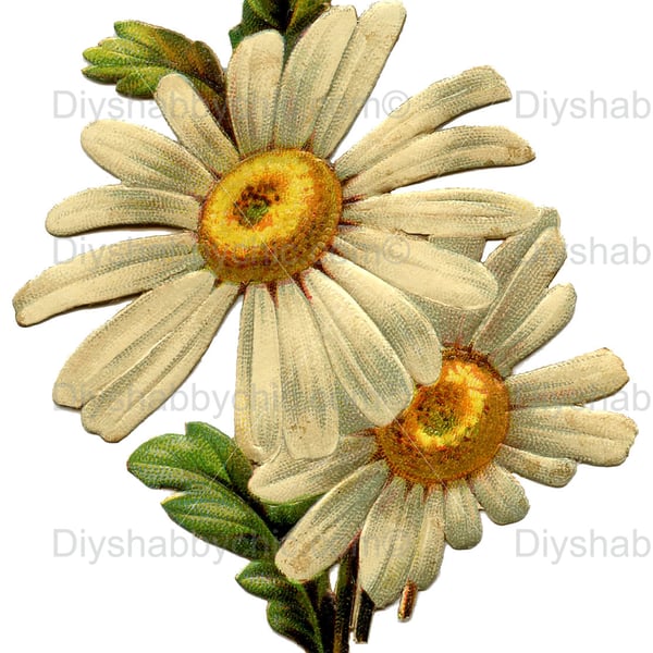 Waterslide Wood Furniture Vintage Image Transfer DIY Shabby Chic Vintage Daisy