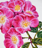 Rose A5 Signed Print - Image 2