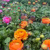 Little Orchard Crochet