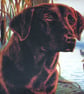 lovely Honey Labrador cushion - Image 2
