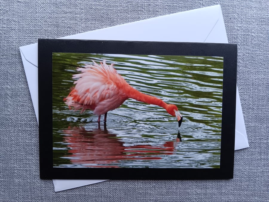Perfectly Imperfect Flamingo Large Photographic Card 7" x 5" Blank