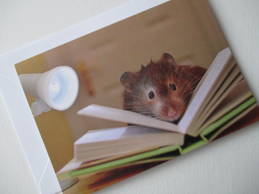 Hamster Blank Greetings Card Bunny Picture Hamster Photograph 