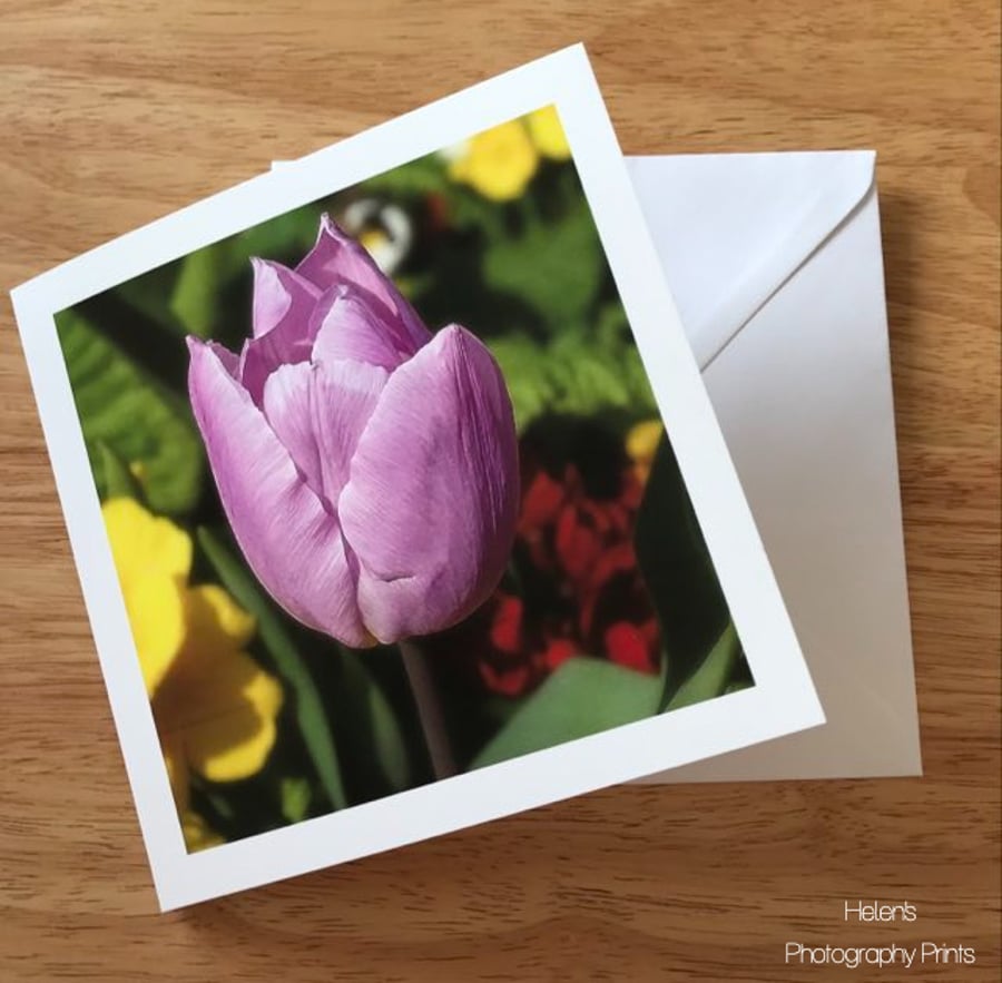 Spring Tulip Greetings Card, Flower Photography, Blank Inside, Square Card