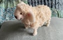 Needle Felted Sheep