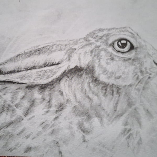 Print of Hare 
