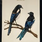 Original Magpie A4 gouache painting metallic 
