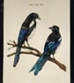 Original Magpie A4 gouache painting metallic 