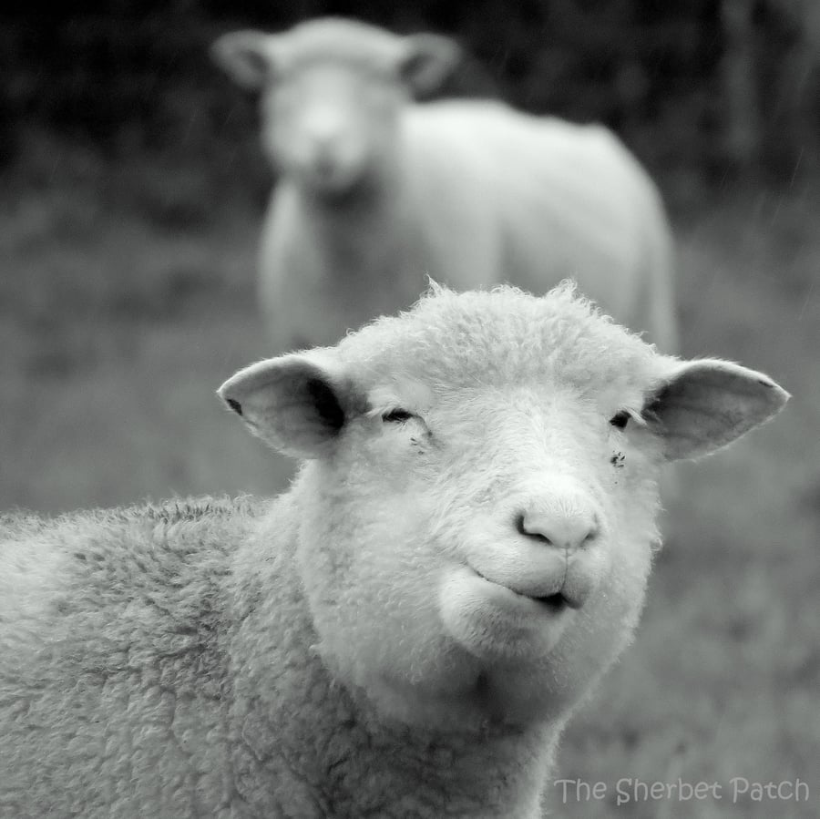 Sheep. A card featuring an original photograph... - Folksy