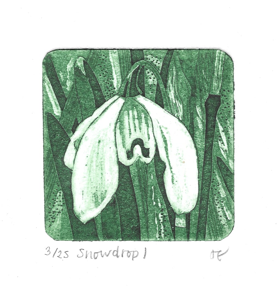 Snowdrop 1