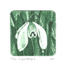 Snowdrop 1