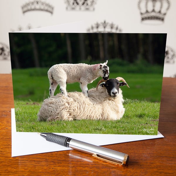 Sheep and Lamb Greetings Card - Cute Baby - Blank Inside - Birthday Card - Mothe