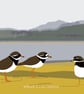 Ringed plovers - coastal birds - bird art print