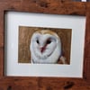 Sweet oil painting of a barn owl on gold leaf