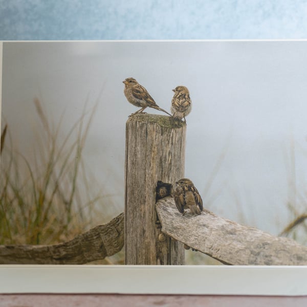 Sparrows on Post Blank Greetings Card