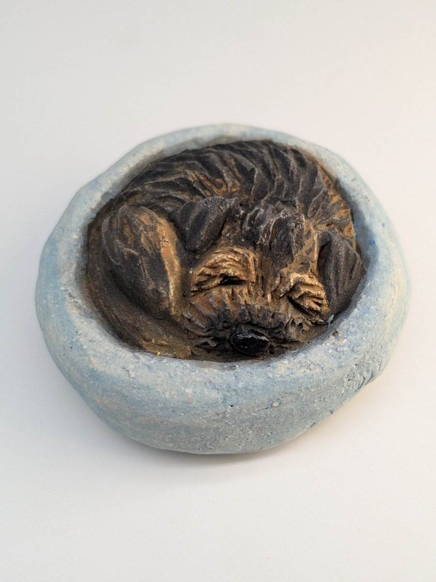 Border Terrier Yorkshire Pudding - 6