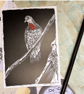 Illustrated postcard (mini print) - bleeding heart dove