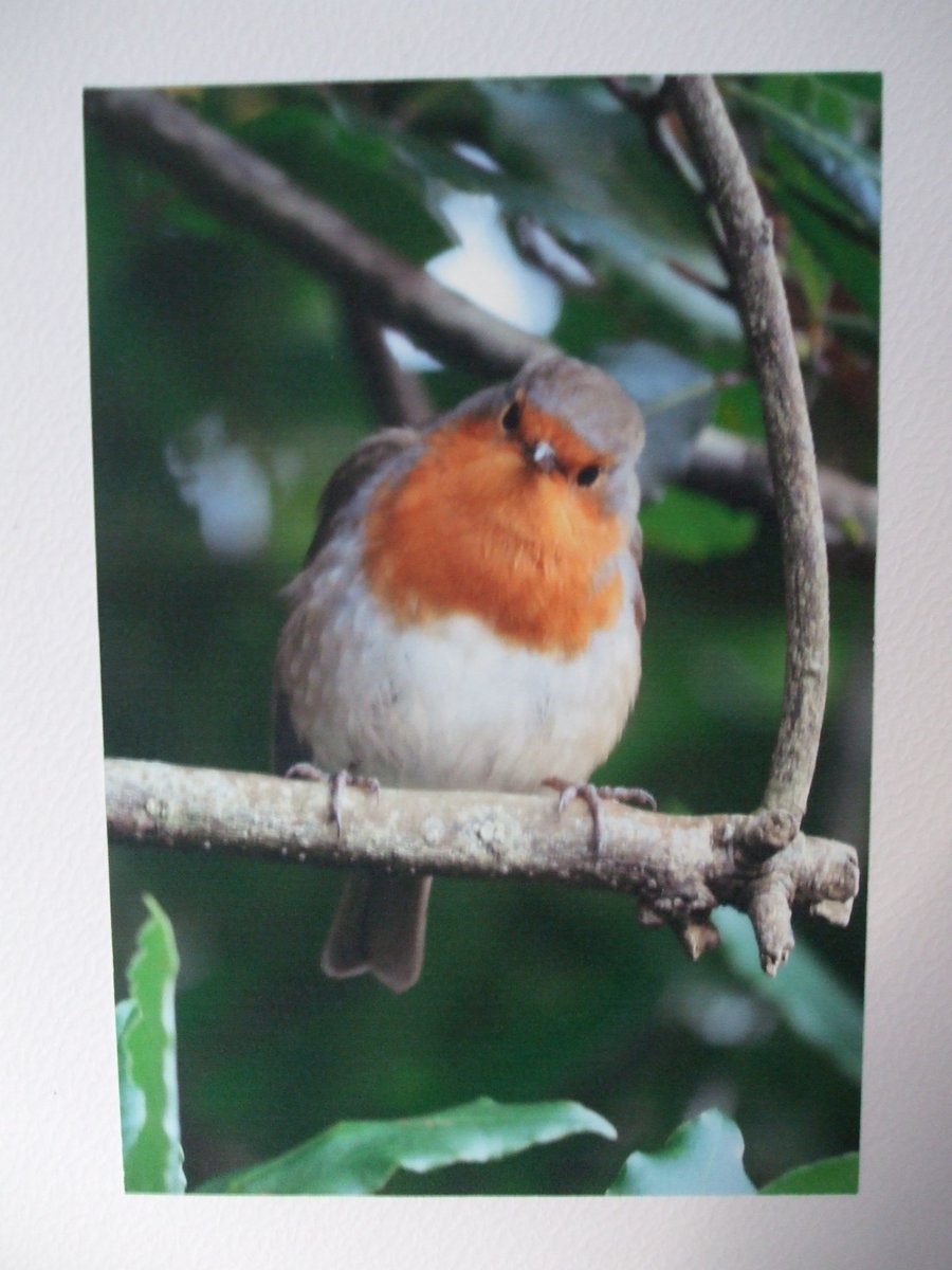 Photo of a Robin on a Christmas card.