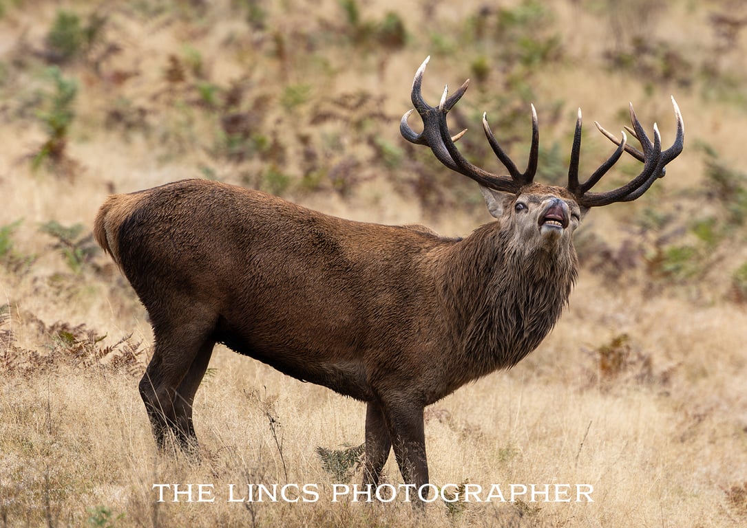 Red Deer Stag print (Limited edition of 10)