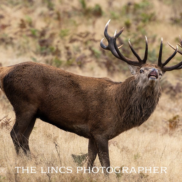 Red Deer Stag print (Limited edition of 10)