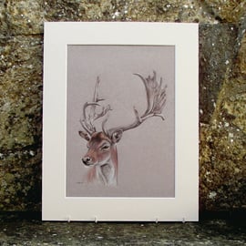 Deer Stag Original Coloured Pencil Drawing