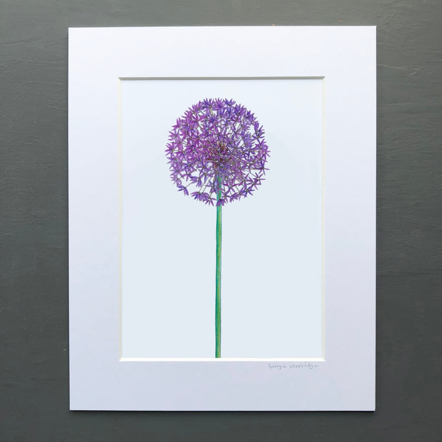 'Allium' 8" x 10" Mounted print