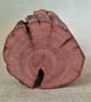 Oak Toadstool - Image 4